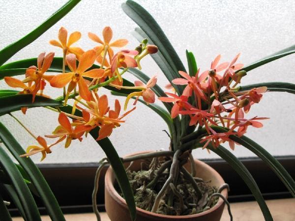 アスコフィネチアいろいろ咲きました: 季節の花だより