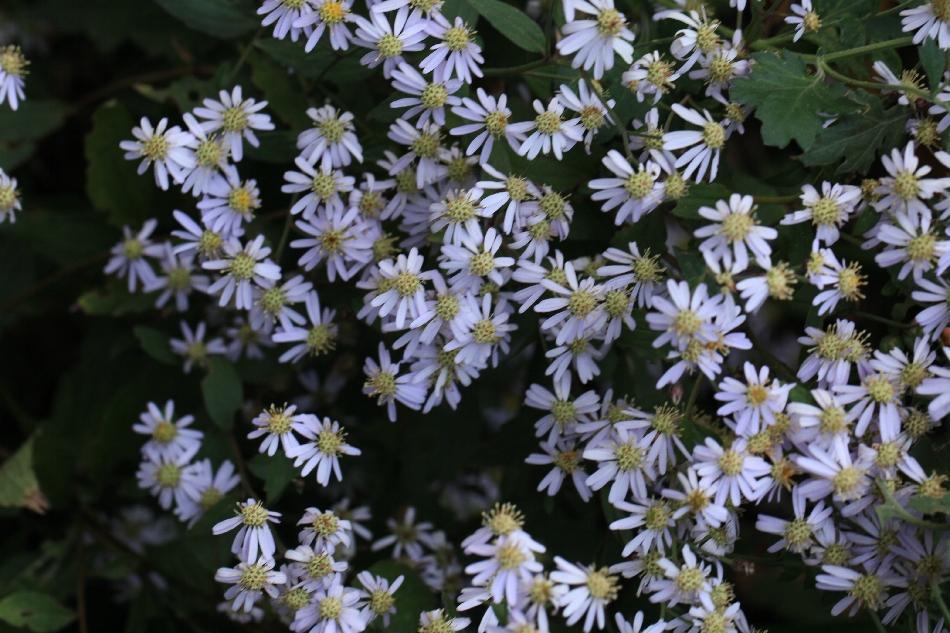 キヨスミコンギクの花: 季節の花だより