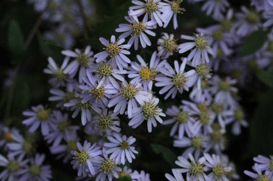 キヨスミコンギクの花: 季節の花だより